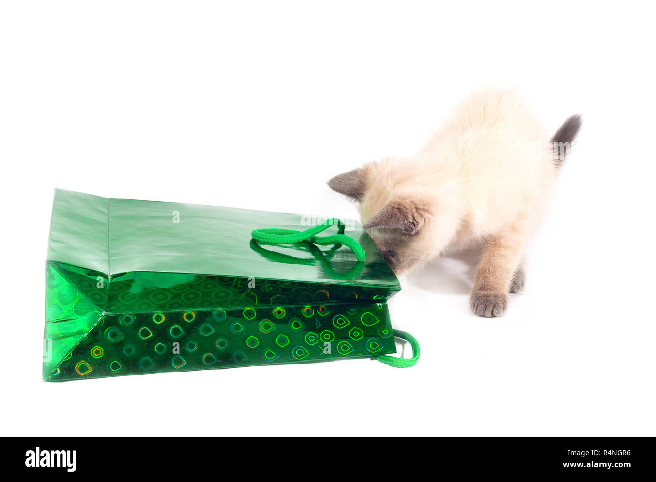 Die Katze schaut in den Urlaub. Eine Farbe - point Katze neugierig klettert in eine glänzende grüne Tasche. Stockfoto