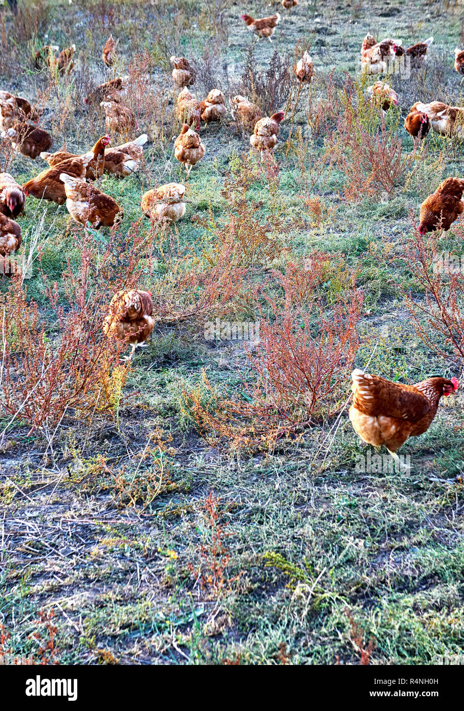 Freilaufende Hühner auf dem Bauernhof. Stockfoto