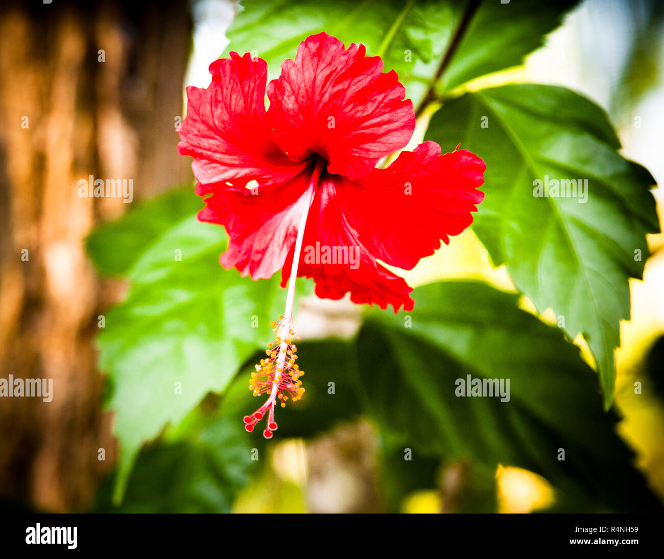 Eine rote Hibiskusblüte hängt im Gegenlicht vor einem dunklen Baumstamm und grünen Blättern im Camp-Garten, Pacuare, Costa Rica. Stockfoto