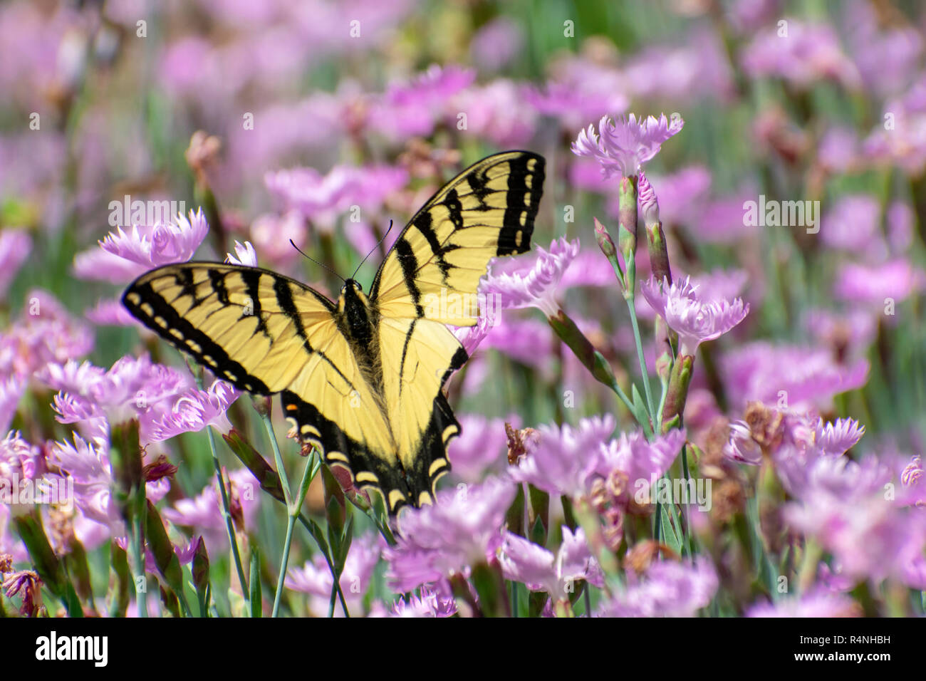 Östliche Tiger Schwalbenschwanz Schmetterling Stockfoto
