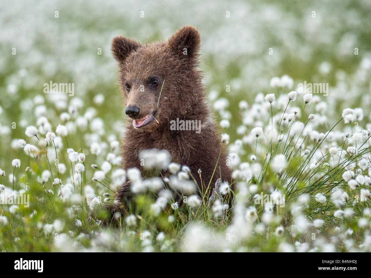 Brown bear Cub im Sommer Wald unter weißen Blumen. Wissenschaftlicher Name: Ursus arctos. Natürlichen grünen Hintergrund. Natürlicher Lebensraum. Stockfoto