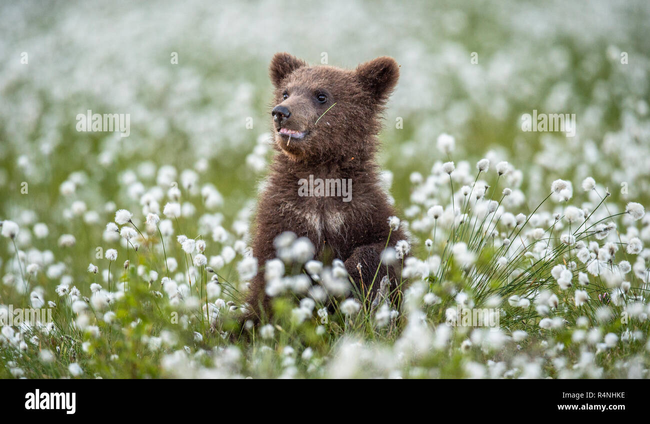 Brown bear Cub im Sommer Wald unter weißen Blumen. Wissenschaftlicher Name: Ursus arctos. Natürlichen grünen Hintergrund. Natürlicher Lebensraum. Stockfoto