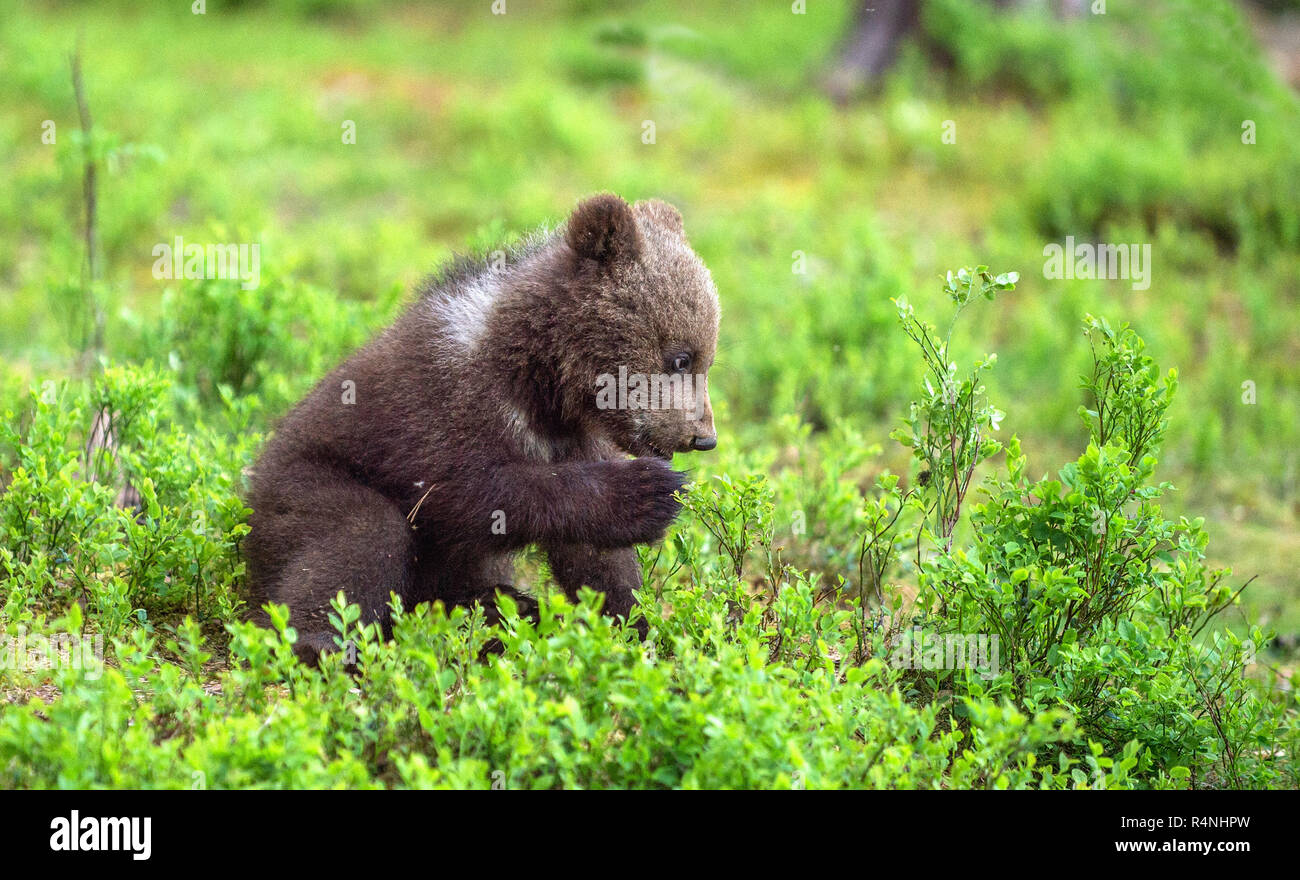 Brown bear Cub im Sommer Wald. Wissenschaftlicher Name: Ursus arctos. Natürlichen grünen Hintergrund. Natürlicher Lebensraum. Sommer Saison. Stockfoto
