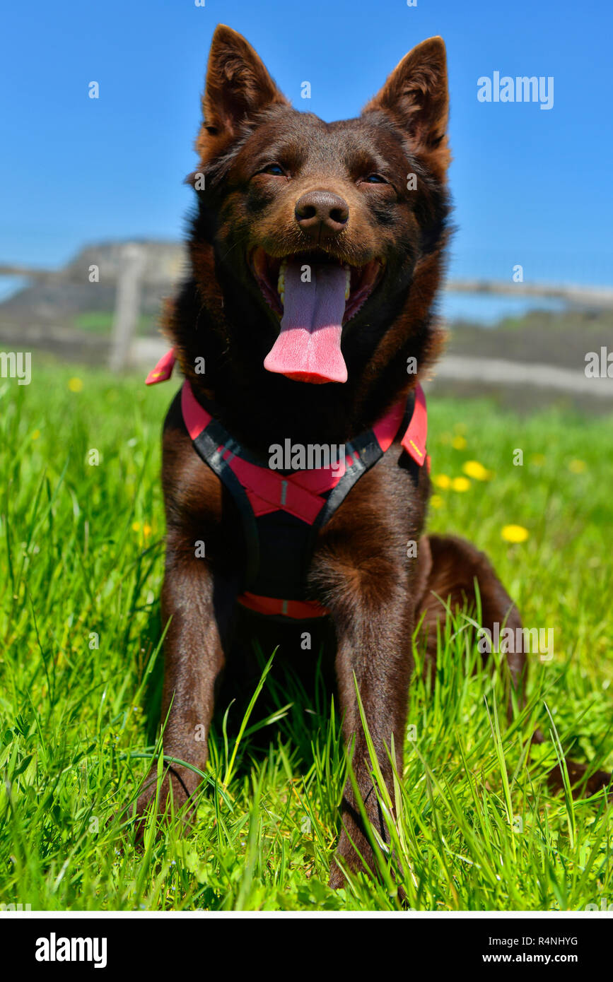 Porträt einer Australian Kelpie Hund mit Rescue Dog Kabelbaum Stockfoto
