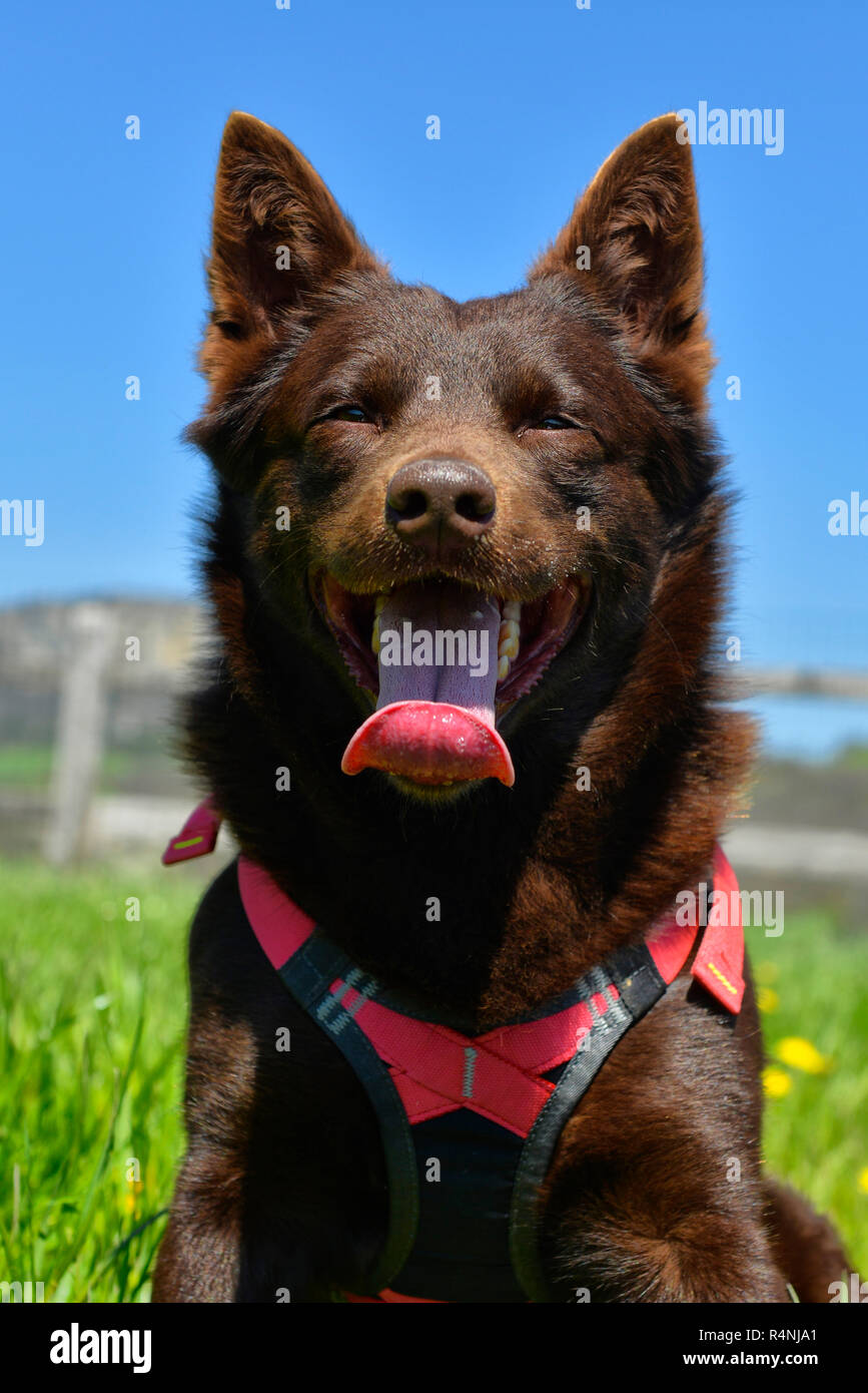 Porträt einer Australian Kelpie Hund mit Rescue Dog Kabelbaum Stockfoto