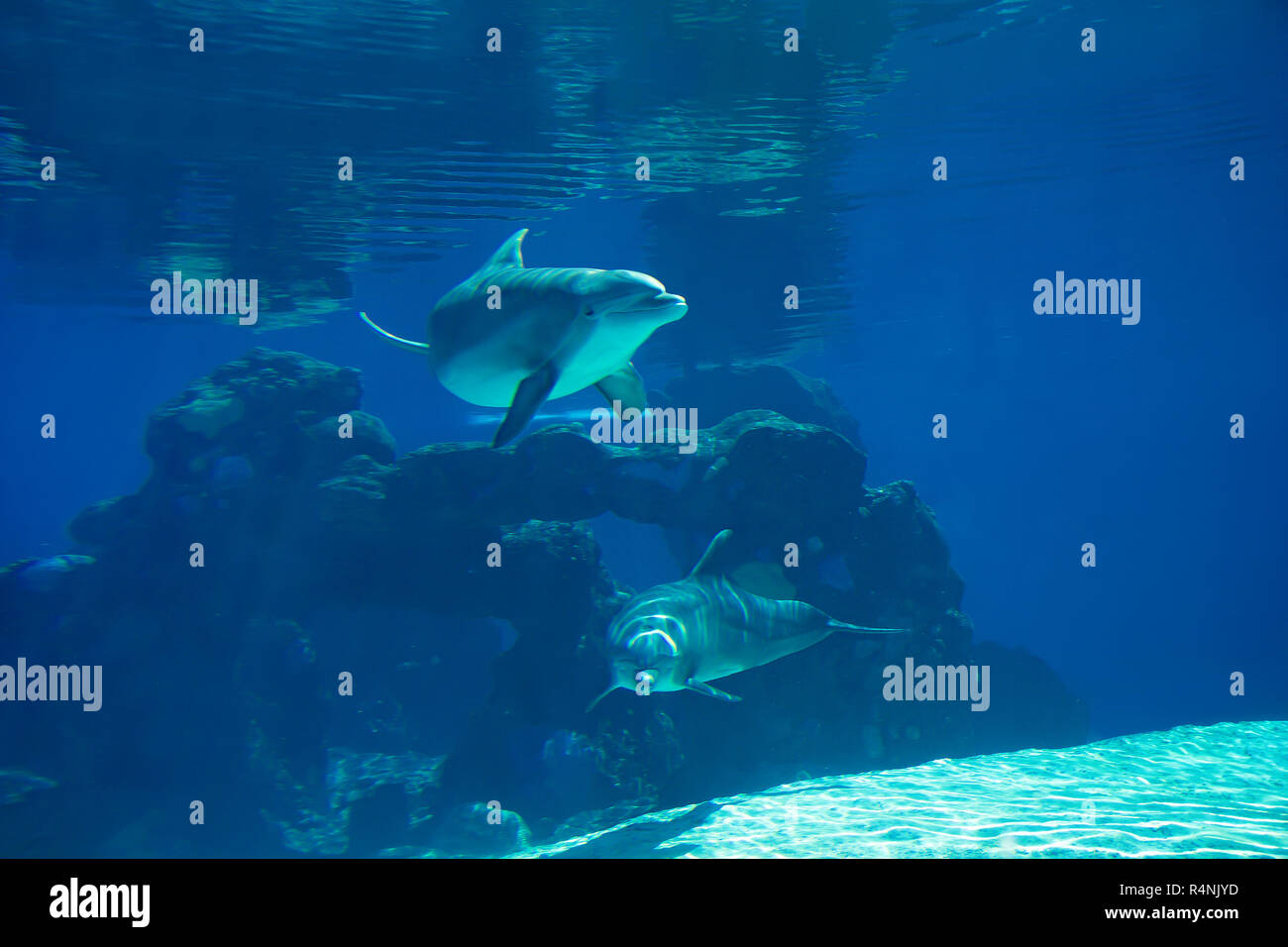 Underwater Portrait von Glücklich lächelnde Tümmler schwimmen und spielen in blue water Stockfoto