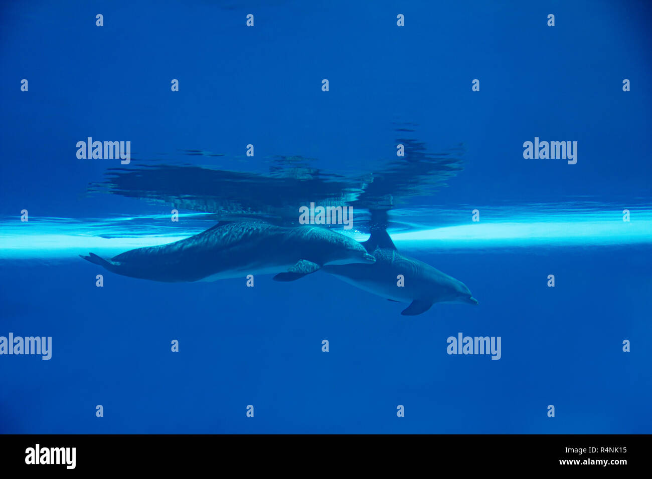 Underwater Portrait von Glücklich lächelnde Tümmler schwimmen und spielen in blue water Stockfoto