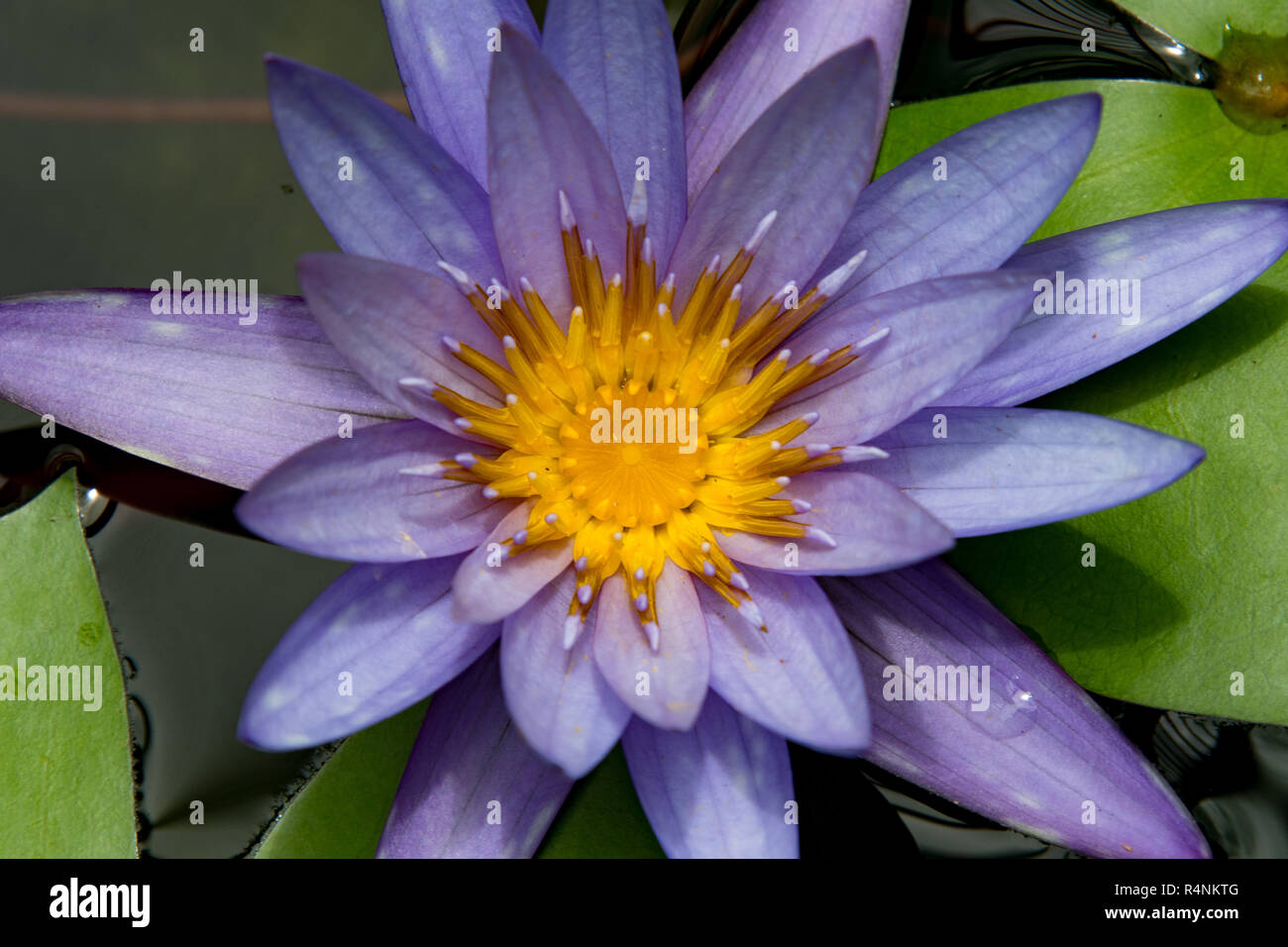 Schönen lila Seerose Blume Stockfoto