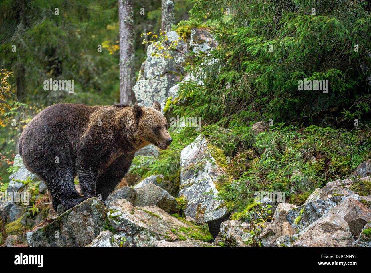 Bär auf einem Felsen. Nach großen Braunen Bär in den Wald. Wissenschaftlicher Name: Ursus arctos. Herbst, natürlicher Lebensraum. Stockfoto