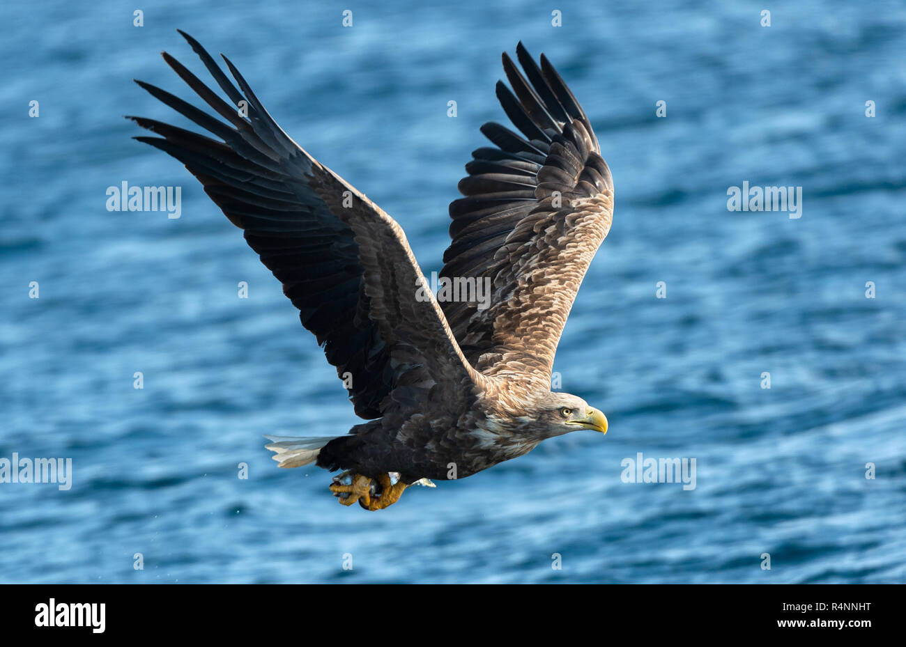 Nach Seeadler im Flug. Blue Ocean Hintergrund. Wissenschaftlicher Name: Haliaeetus albicilla, auch bekannt als der Ausfuhrerstattungsnomenklatur, Erne, grau Adler, Eurasischen se Stockfoto