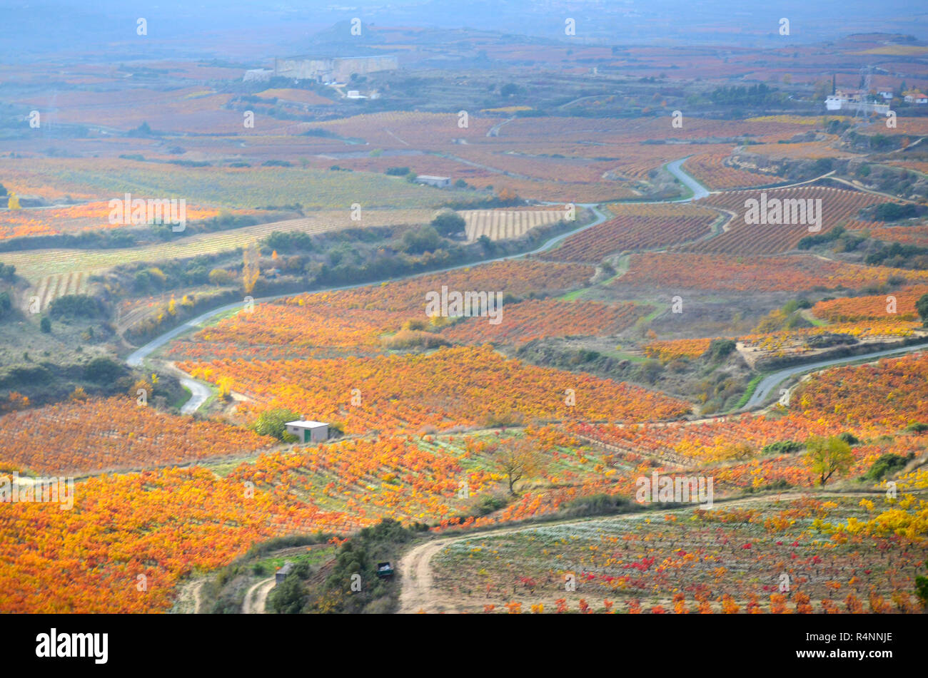 Herbstfarben in den Weinbergen in der Nähe von Labastida, Alavese Rioja, Baskenland Stockfoto