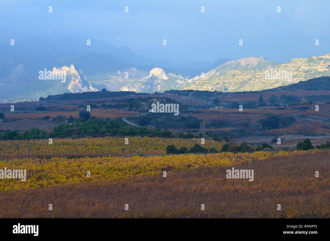 Herbstfarben in den Weinbergen in der Nähe von Labastida, Alavese Rioja, Baskenland Stockfoto