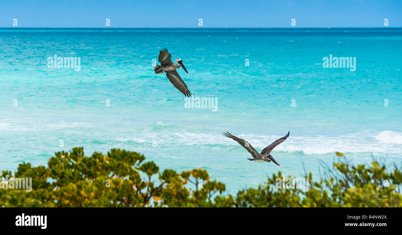 Braune Pelikane fliegen entlang der Küste von Cayo Santa Maria, Kuba Stockfoto