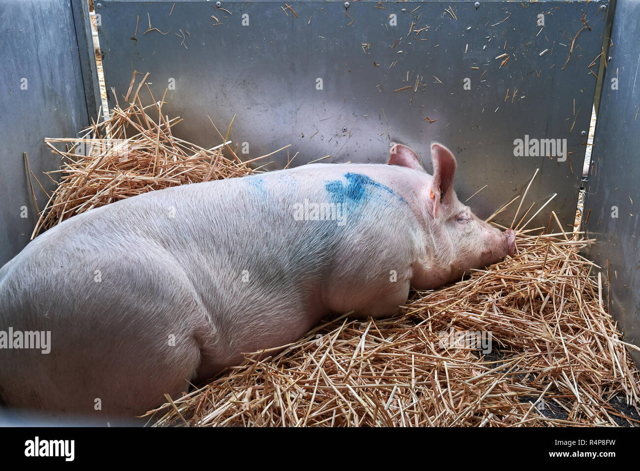 Uppingham, Rutland, Großbritannien. 28. November 2018. Dösen Schwein an der jährlichen christmastime Schlachtvieh Wettbewerb der Großstadt schmückt und preened Schweine, Schafe und Rinder, auf dem Marktplatz in Uppingham, Rutland, England am Mittwoch, den 28. November 2018 Credit: Michael Foley/Alamy leben Nachrichten Stockfoto