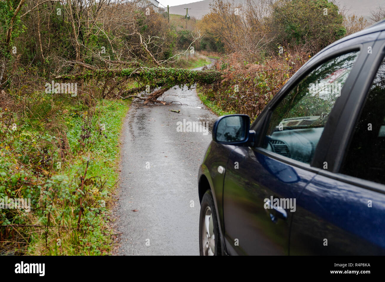 Hollum, West Cork, Irland. 28 Nov, 2018. Einen umgestürzten Baum blockiert die Straße gerade außerhalb von hollum als Sturm Diana weiter Irland zu schlagen. Credit: Andy Gibson/Alamy Leben Nachrichten. Stockfoto