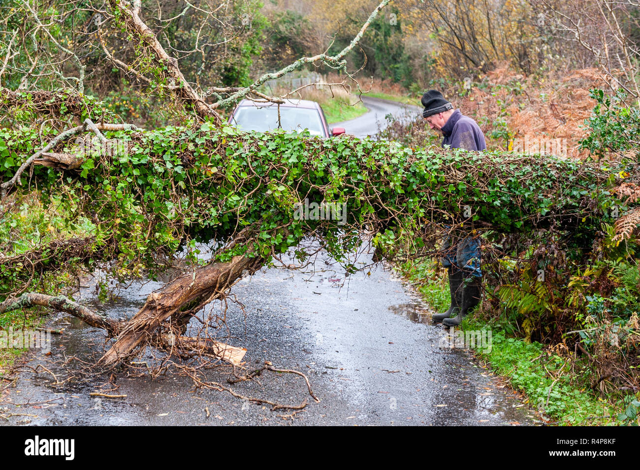 Hollum, West Cork, Irland. 28 Nov, 2018. Einen umgestürzten Baum blockiert die Straße gerade außerhalb von hollum als Sturm Diana weiter Irland zu schlagen. Credit: Andy Gibson/Alamy Leben Nachrichten. Stockfoto