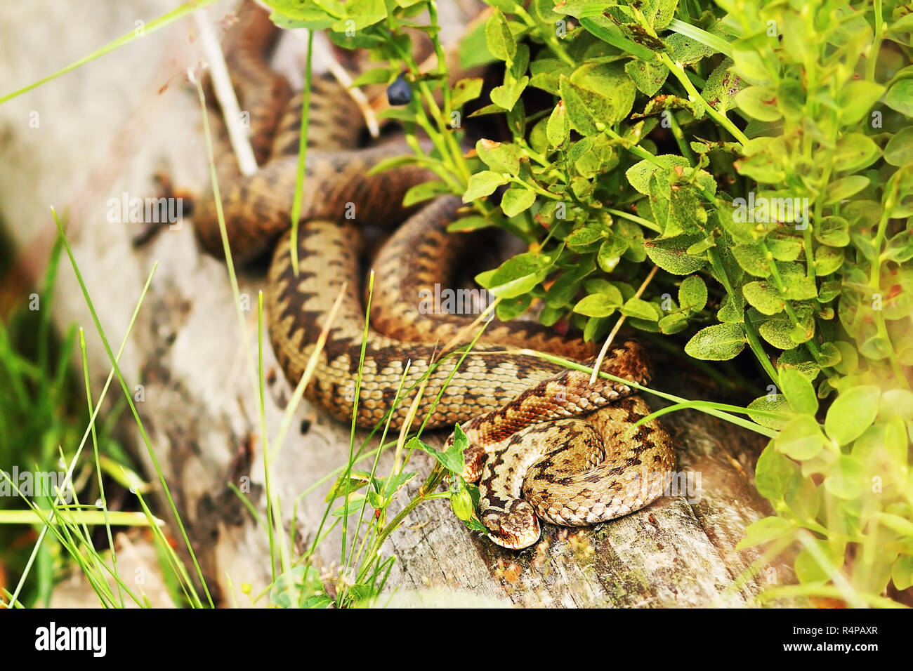 Zwei Frauen im gemeinsamen europäischen Vipern zusammen mit Sonnenbaden auf einem Baumstumpf, Bild im natürlichen Lebensraum entnommen (Vipera berus) Stockfoto