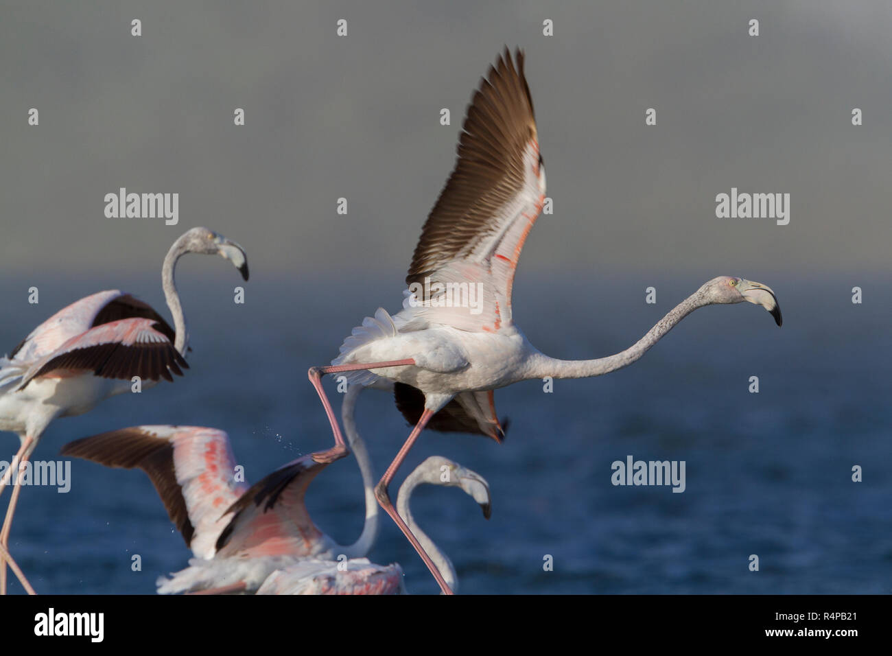 Mehr Flamingo (Phoenicopterus Roseus), immatures im Flug Stockfoto