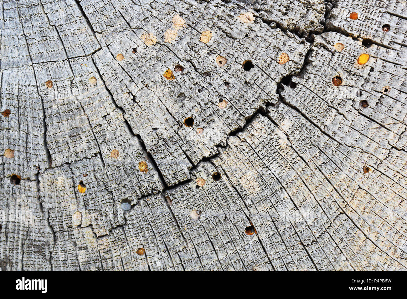 Holz Bohrer Angriff auf alten Holzbalken, Textur (Querschnitt) mit jährlichen Ringe Stockfoto
