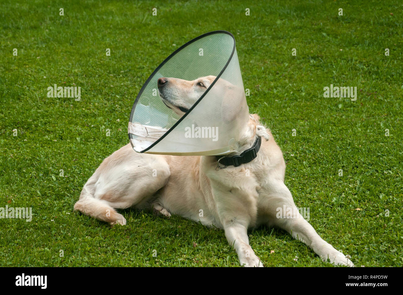 Weibliche creme Labrador Hund tragen Elisabethanischen Kunststoffkegel medizinische Kragen um den Hals für Anti-bite Wunde Schutz auf der grünen Wiese Stockfoto