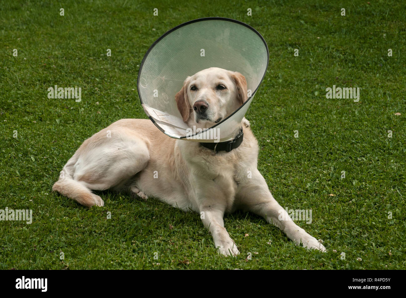 Weibliche creme Labrador Hund tragen Elisabethanischen Kunststoffkegel medizinische Kragen um den Hals für Anti-bite Wunde Schutz auf der grünen Wiese Stockfoto