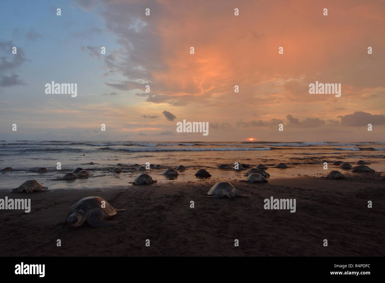 Eine massive Schildkröten Verschachtelung von Olive Ridley Seeschildkröten in Ostional Strand, Costa Rica, Guancaste Stockfoto