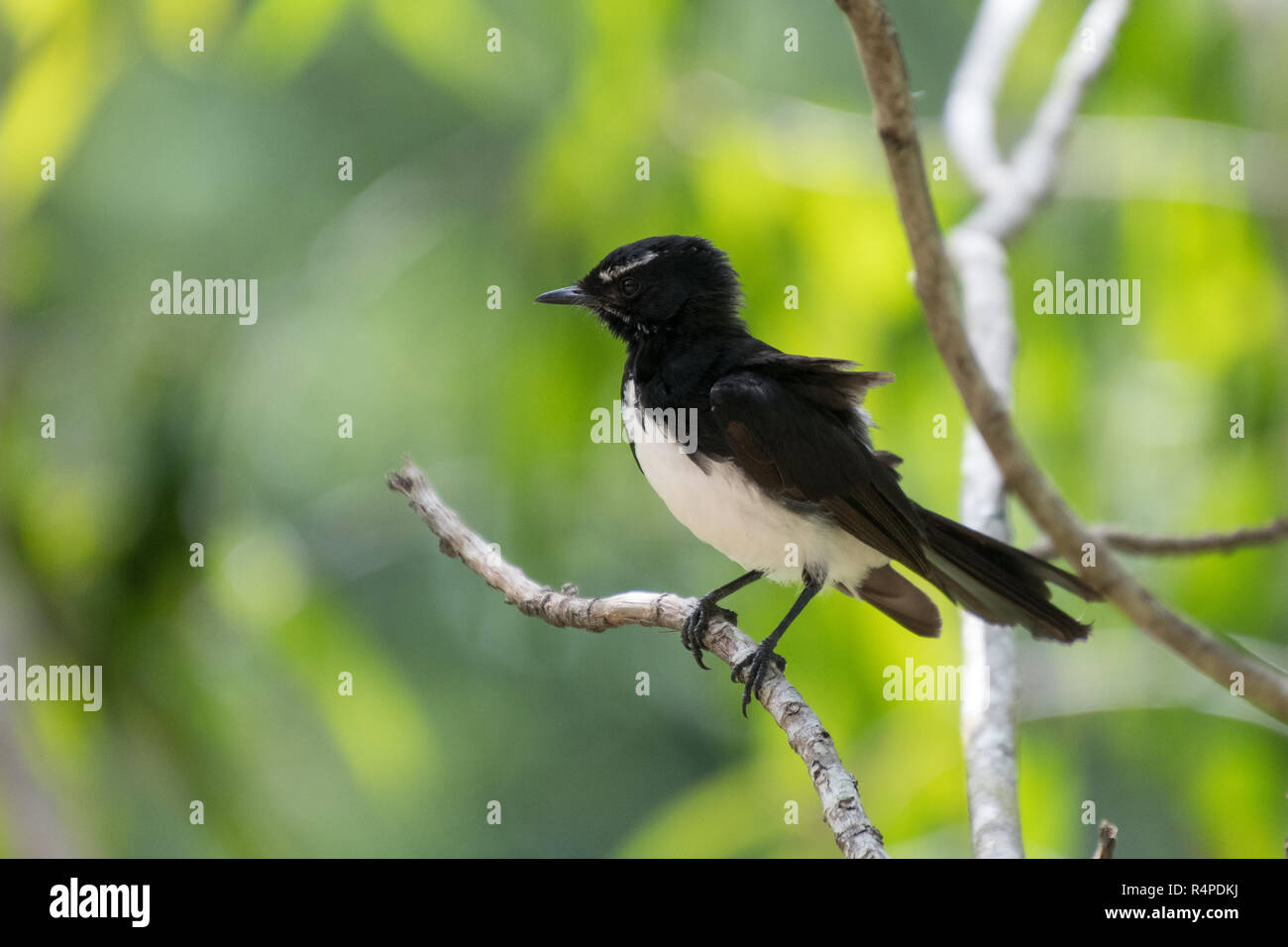 Willy Wagtail Vogel auf Barsch in Australien Stockfoto