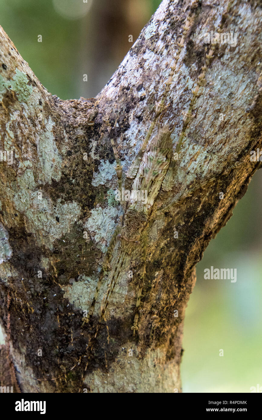 Super getarnt stacheligen Katydid Insekt fast unsichtbar gegen Baum Rinde Stockfoto