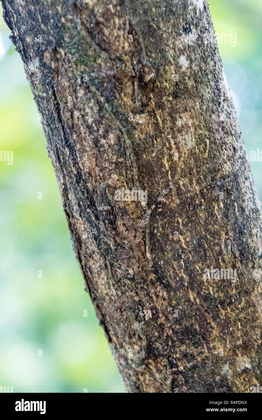 Super getarnt stacheligen Katydid Insekt fast unsichtbar gegen Baum Rinde Stockfoto