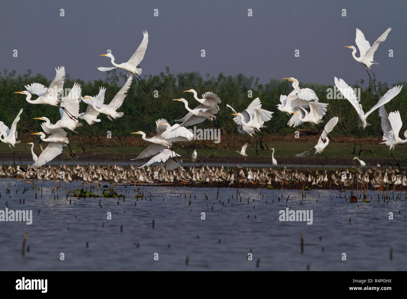 Silberreiher, Lokal "Boro Bok auf Baikka Beel Heiligtum. Es ist ein Naturschutzgebiet in der Hagel Haor Feuchtgebiete in der Nähe von Srimangal. Moulvibazar, Bangl Stockfoto