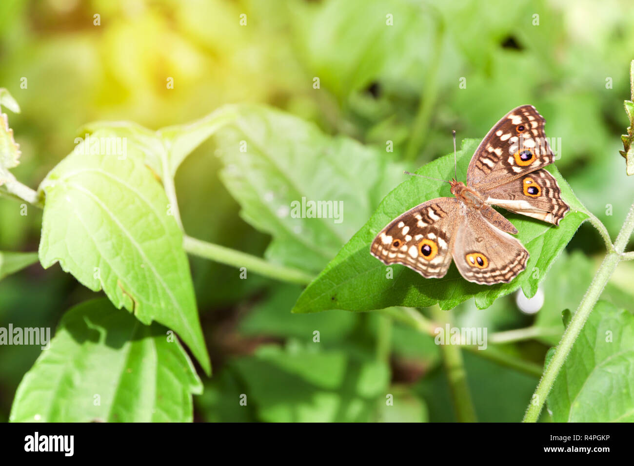 Schmetterling auf dem Blatt Stockfoto