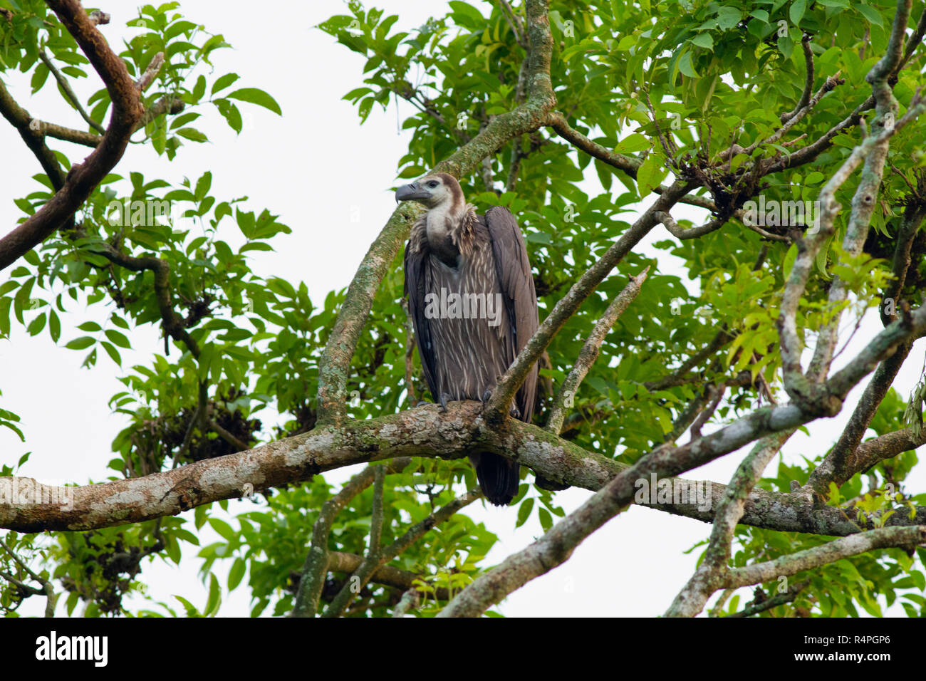 Eurasian Griffon Lokal "Eurosai Borshijora Ghidhini an. Moulvibazar, Bangladesch. Stockfoto