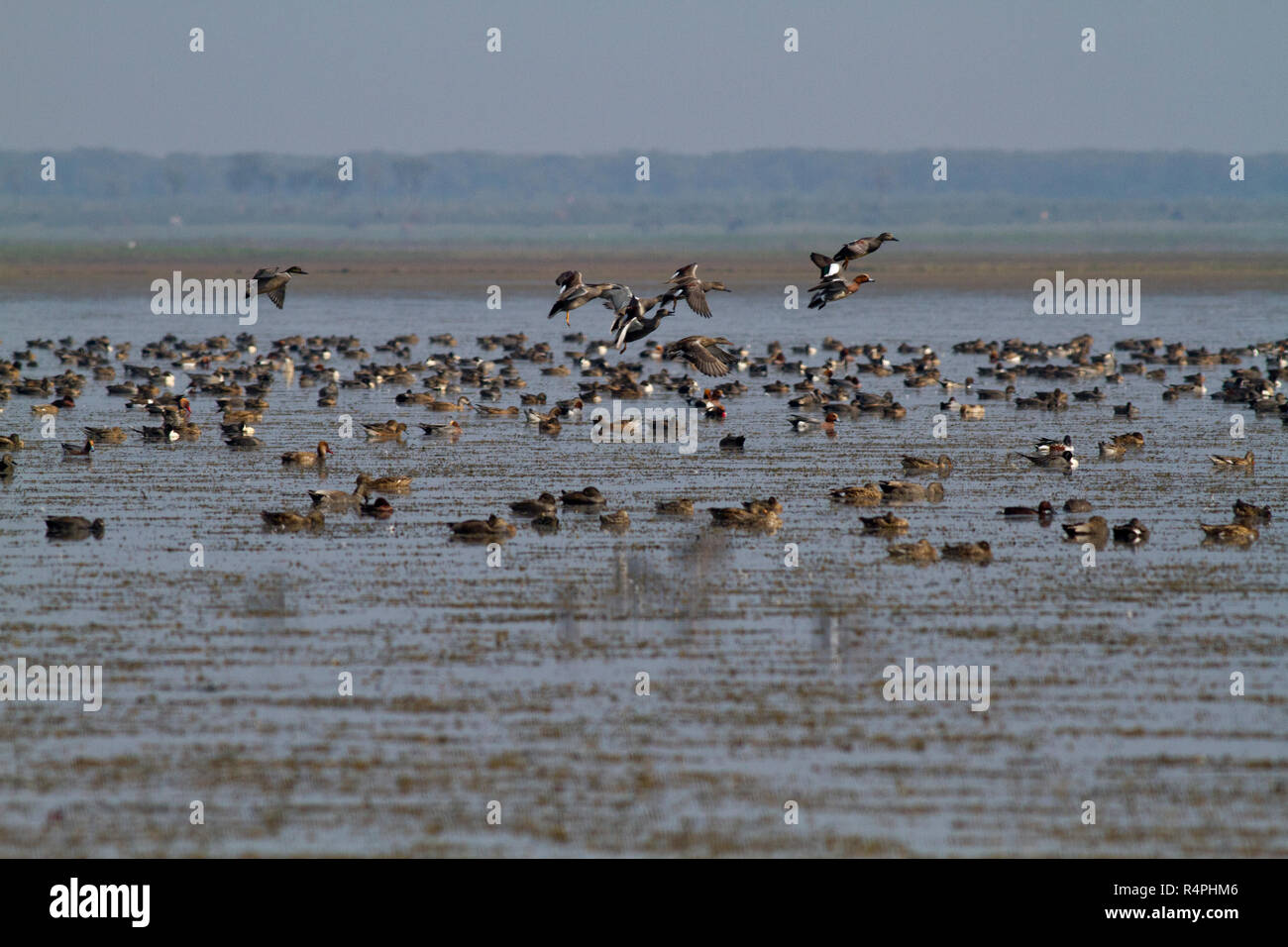 Auch genannt Herde von Zugvögeln auf Tanguar Haor Tangua Haor. Es ist ein einzigartiges Feuchtgebiet-Ökosystem. Jeden Winter wird die Haor Heimat von etwa 200 Arten o Stockfoto