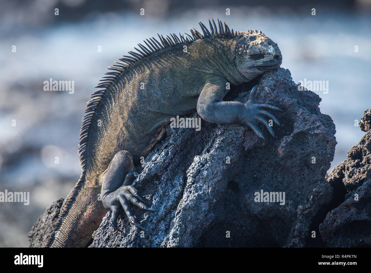Marine Iguana schlafen auf schwarzem Vulkangestein Stockfoto
