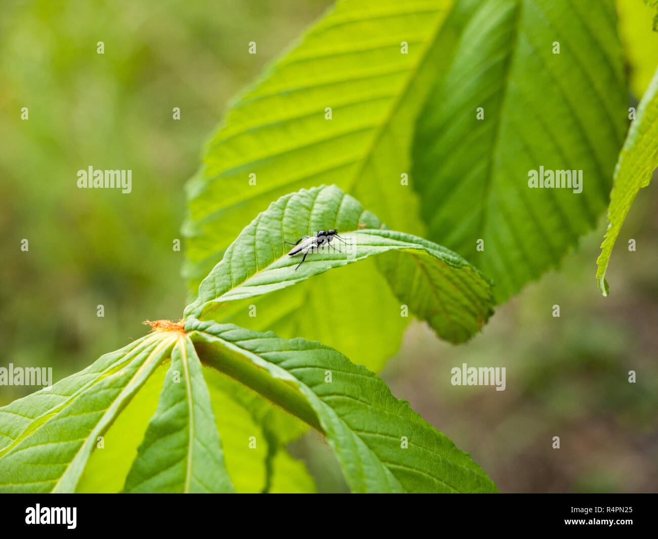 Eine kleine schwarze Fliegen auf eine Pflanze Blätter im Frühling Licht  ruht Stockfotografie - Alamy