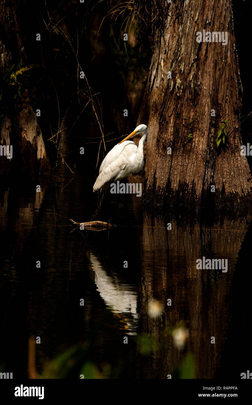 Eine weiße Reiher neben einem sehr grossen Cypress Tree in der Florida Sumpf, Big Cypress National Preserve. Stockfoto