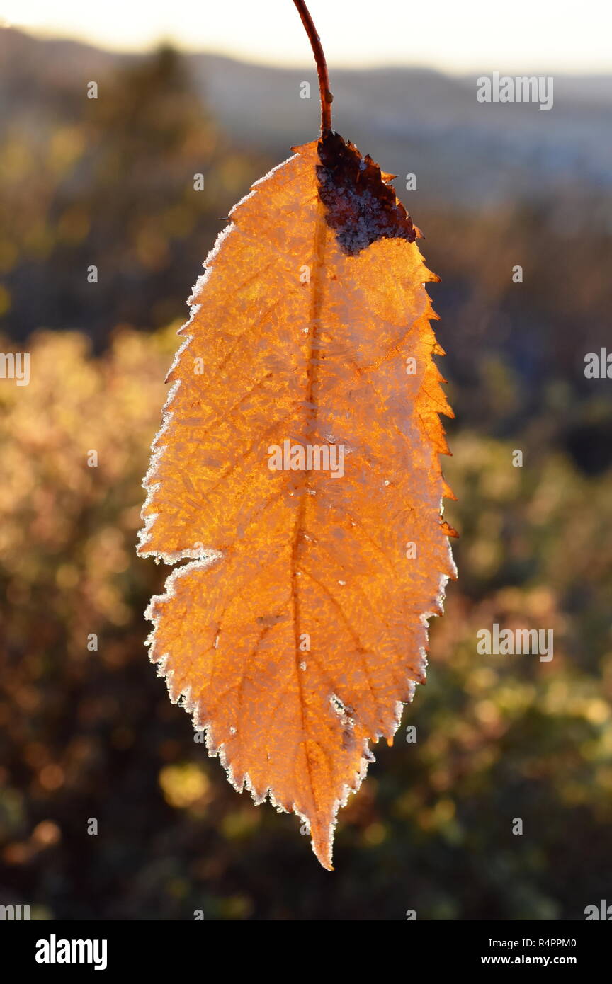 Gefrorene verfallende hängende Blatt von einem Kirschbaum mit Rime nach Raureif Stockfoto