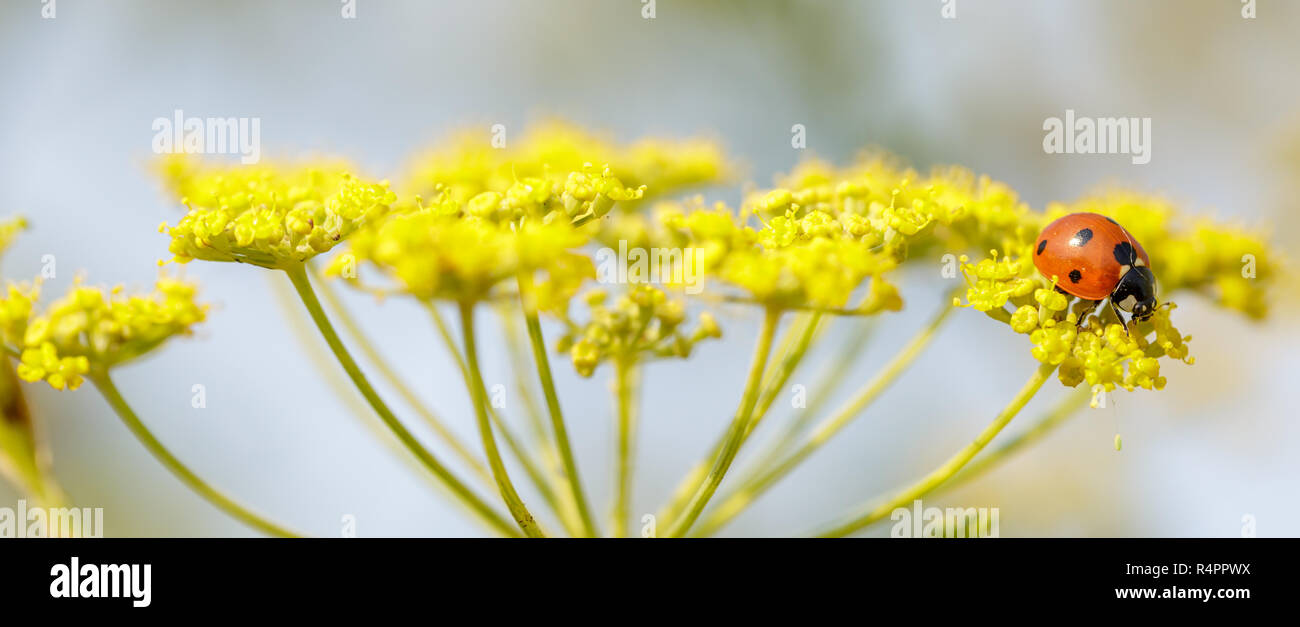 7-Punkt Marienkäfer, Marienkäfer (coccinellidae) Fütterung auf Anis Blume. Stockfoto