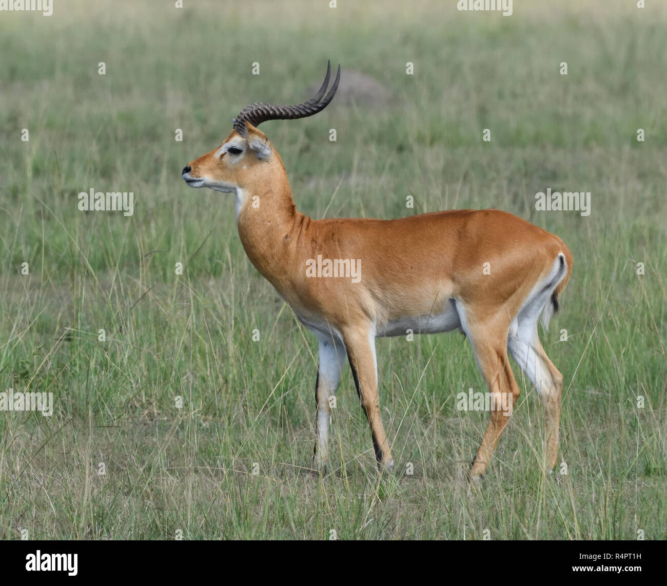 Ein männlicher Ugandan Kob (Kobus kob thomasi). Queen Elizabeth