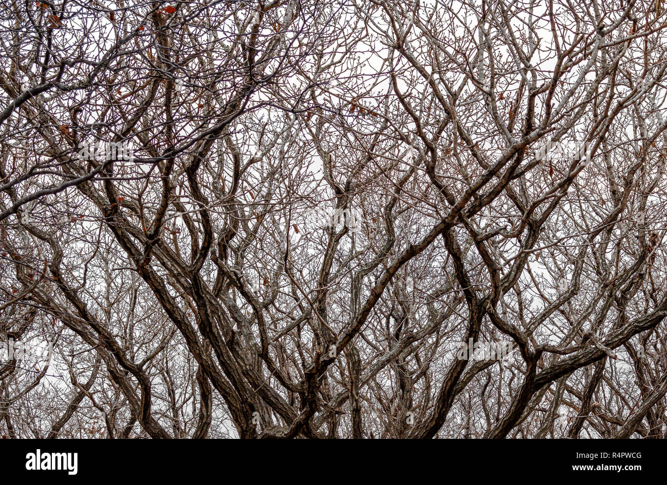 Hintergrund eng verdrillt Kurven der Zweige von Bäumen im Winter Wald auf dem Hintergrund eines klaren Himmel. Für die Verwendung als Textur. Stockfoto