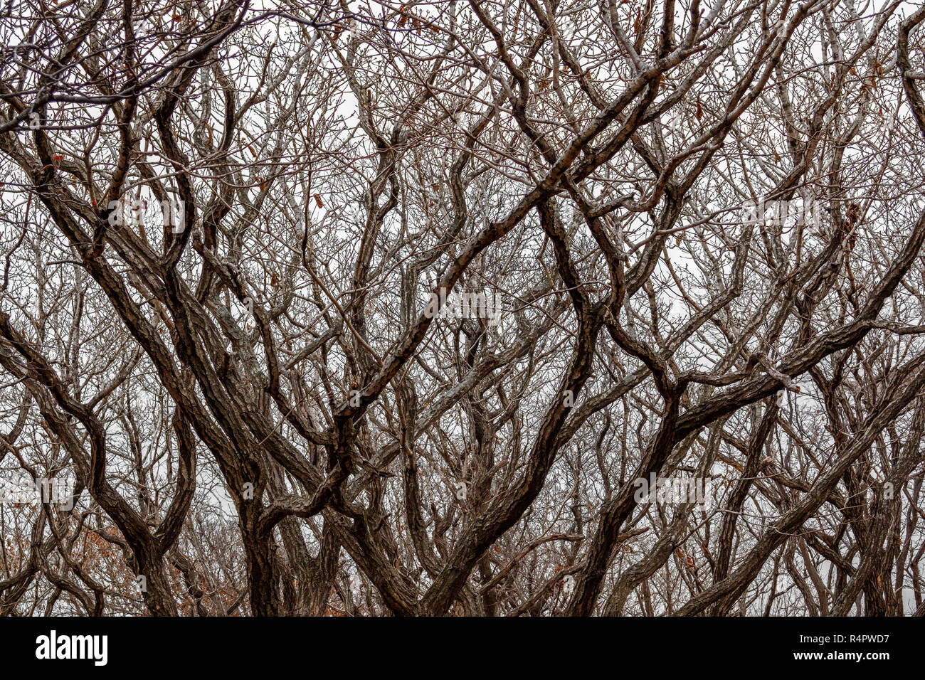 Hintergrund eng verdrillt Kurven der Zweige von Bäumen im Winter Wald auf dem Hintergrund eines klaren Himmel. Für die Verwendung als Textur. Stockfoto