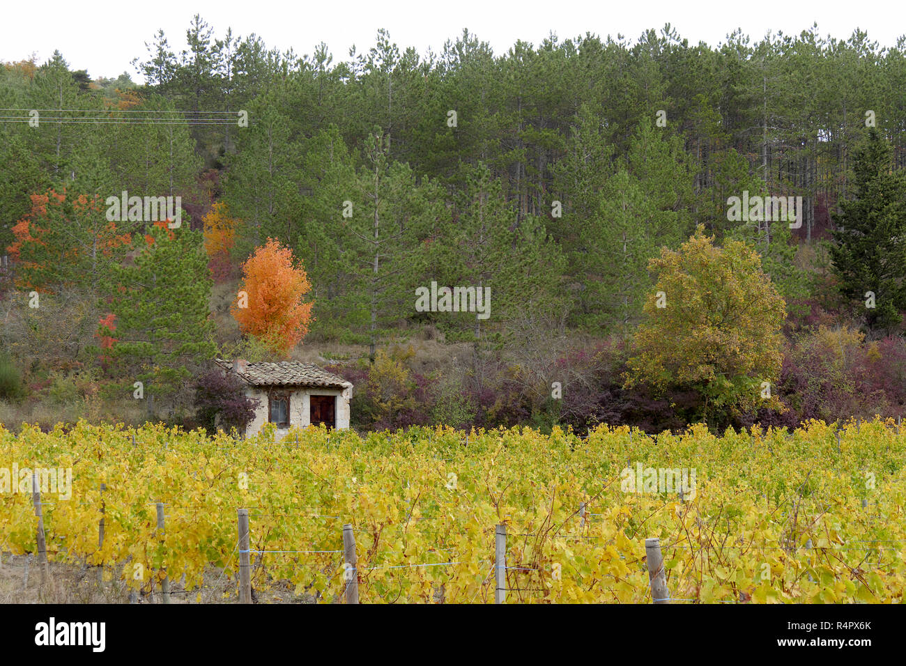 Weinberge in französische Landschaft, Drome, Clairette de Die Stockfoto