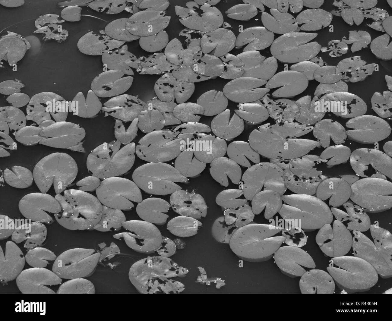 LILY PADS IN WASSER Stockfoto