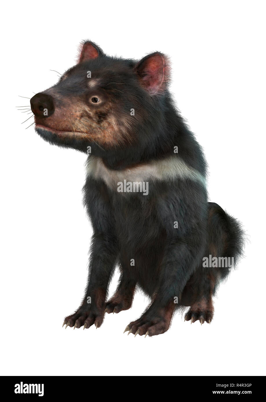 3D-Rendering Tasmanische Teufel auf Weiß Stockfoto