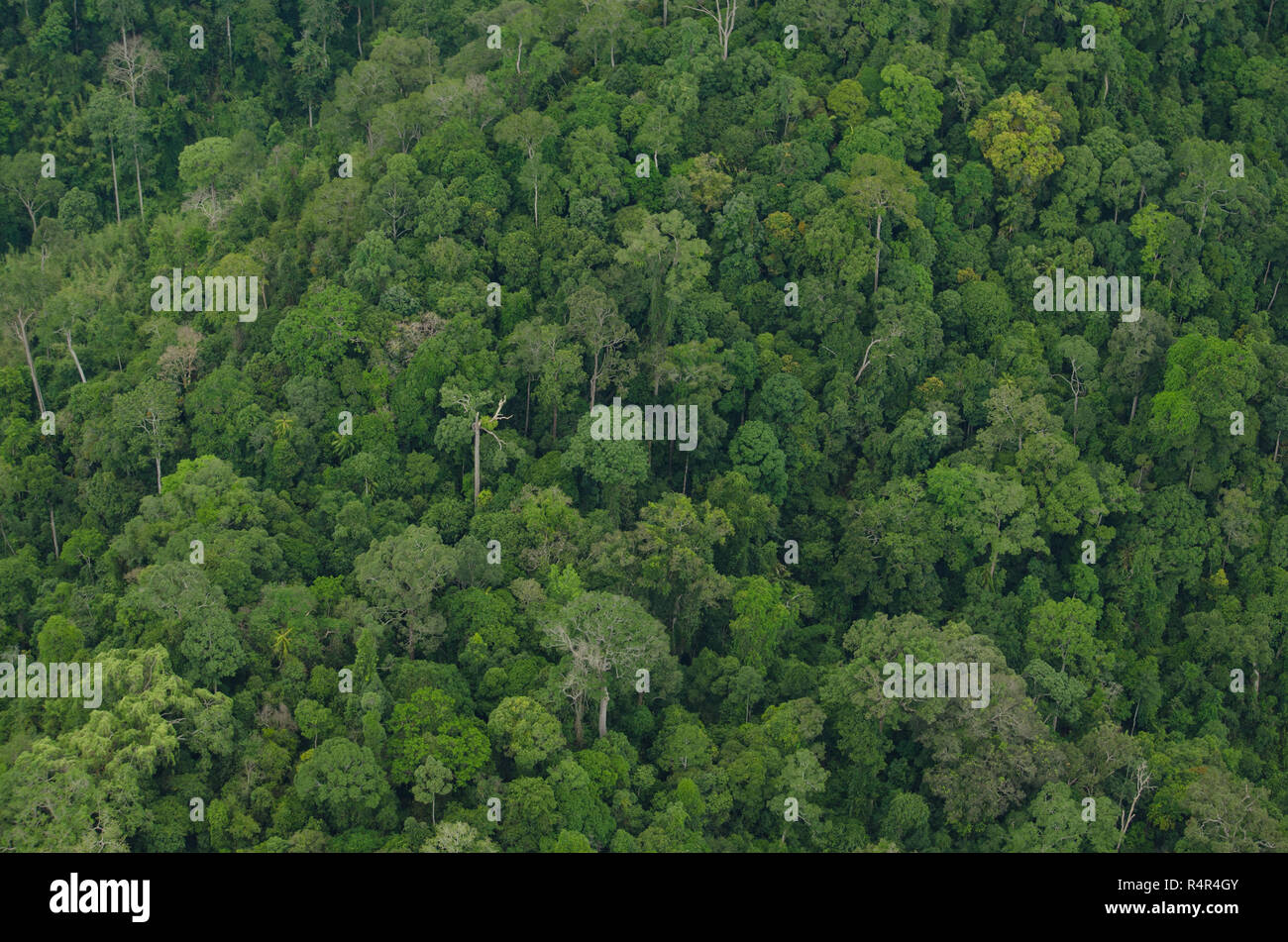 Ansicht von oben in Wald in Thailand und blauer Himmel. In einigen Bereichen ist die Masse für die Landwirtschaft ändern Stockfoto