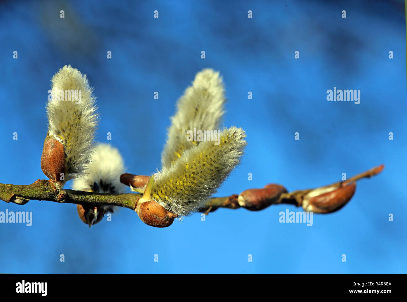 Blühende palmkätzchen vor blauem Himmel Stockfoto