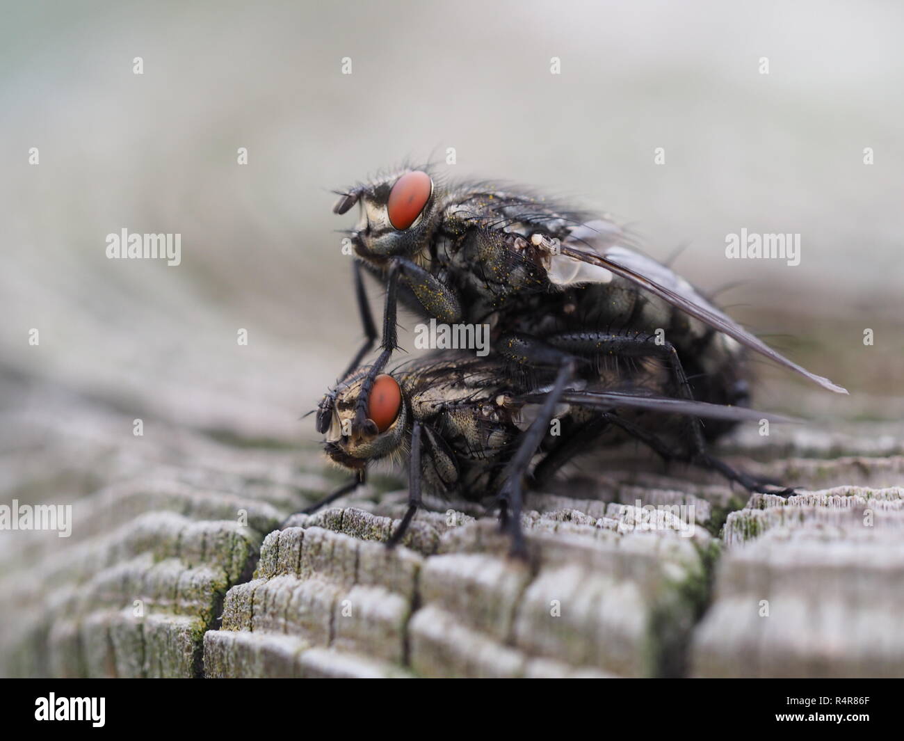 Graues Fleisch fly-Paarung Stockfoto