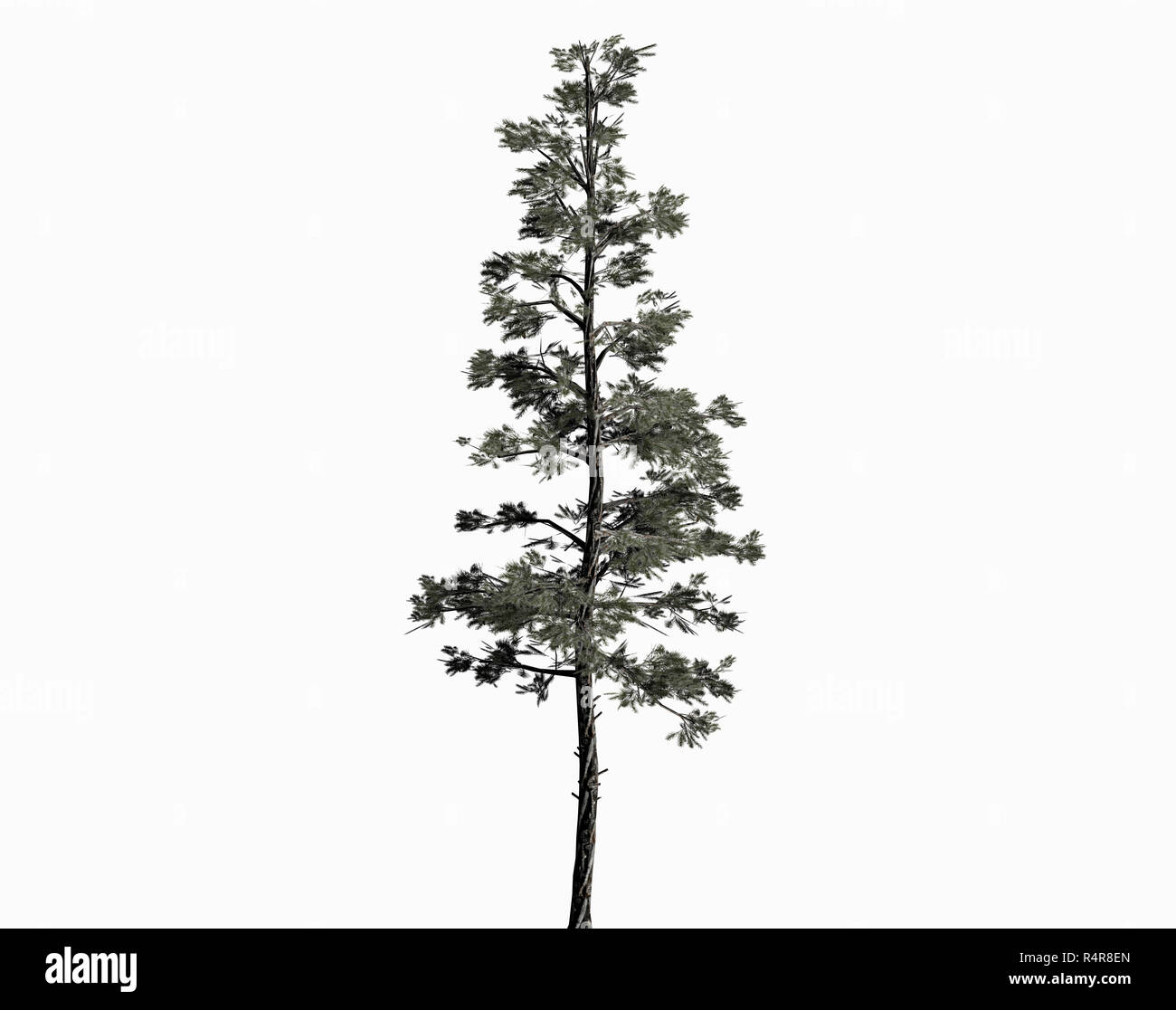 Nadelbäume isoliert Stockfoto