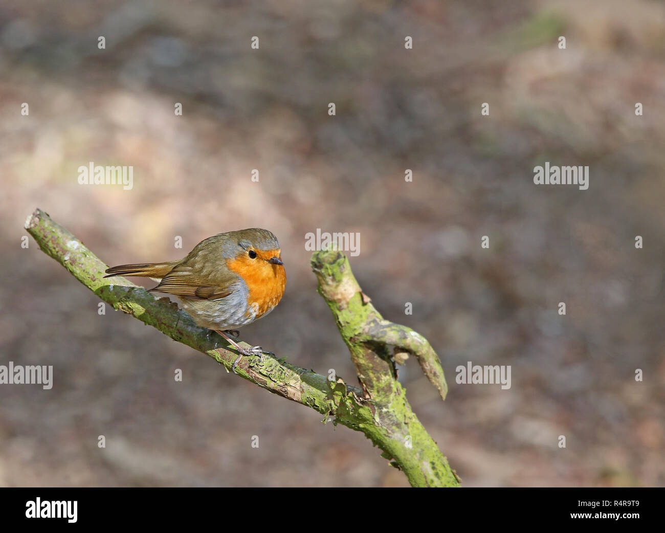 Robins auf Niederlassung in Buchenwald Stockfoto