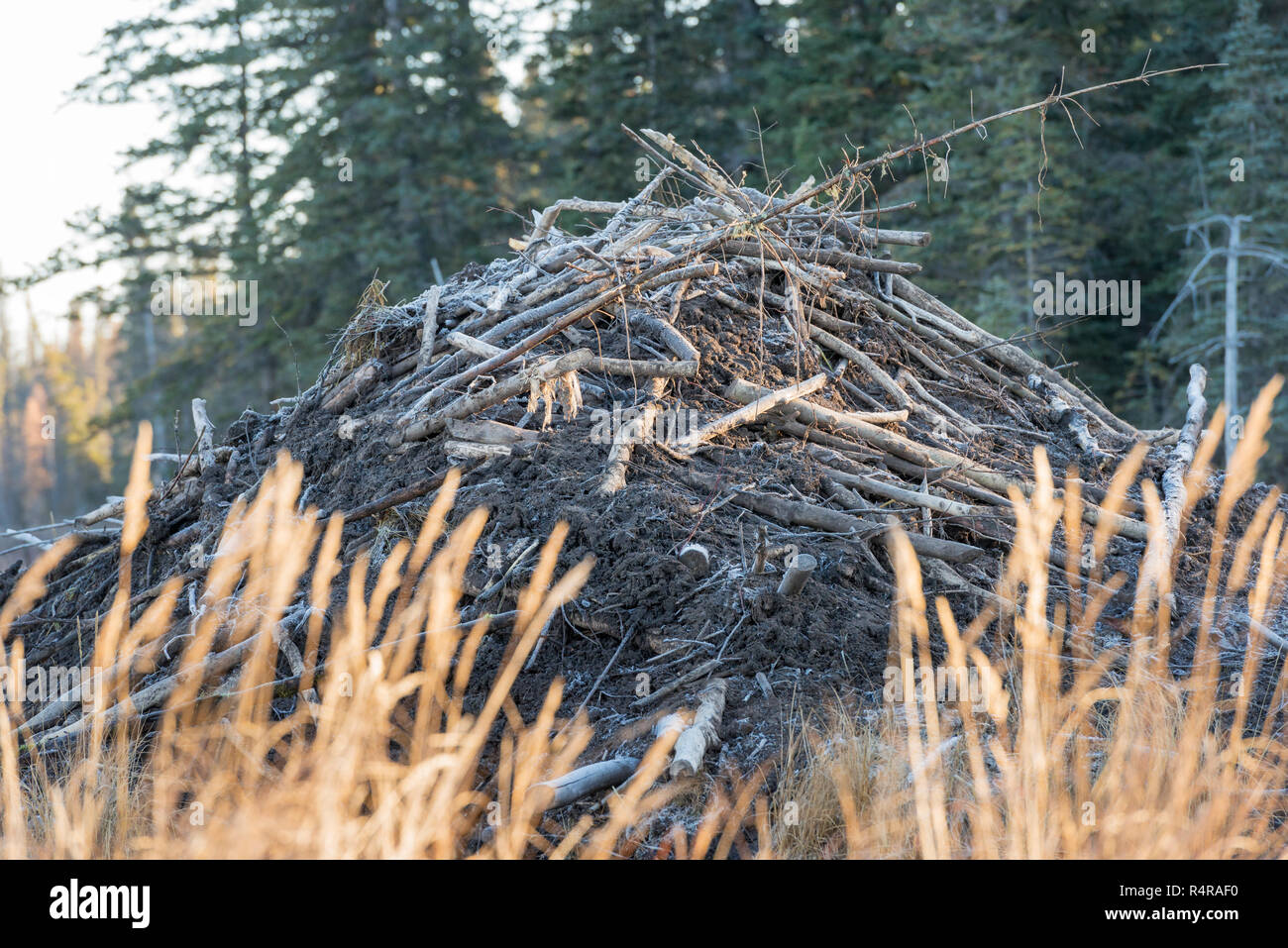 Biber-Haus Stockfoto